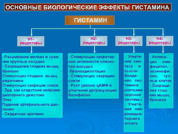 ОСНОВНЫЕ БИОЛОГИЧЕСКИЕ ЭФФЕКТЫ ГИСТАМИНА ГИСТАМИН H 1 рецепторы - Расширение мелких и сужение крупных