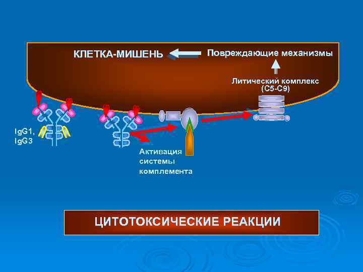 КЛЕТКА-МИШЕНЬ Повреждающие механизмы Литический комплекс (С 5 -С 9) Ig. G 1, Ig. G