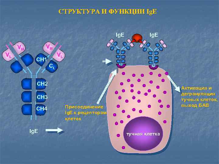 СТРУКТУРА И ФУНКЦИИ Ig. Е Ig. E VH VH VL Ig. E VL CH
