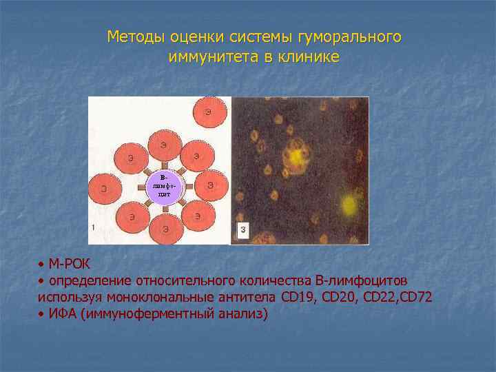 Методы оценки системы гуморального иммунитета в клинике Влимфоцит • М-РОК • определение относительного количества