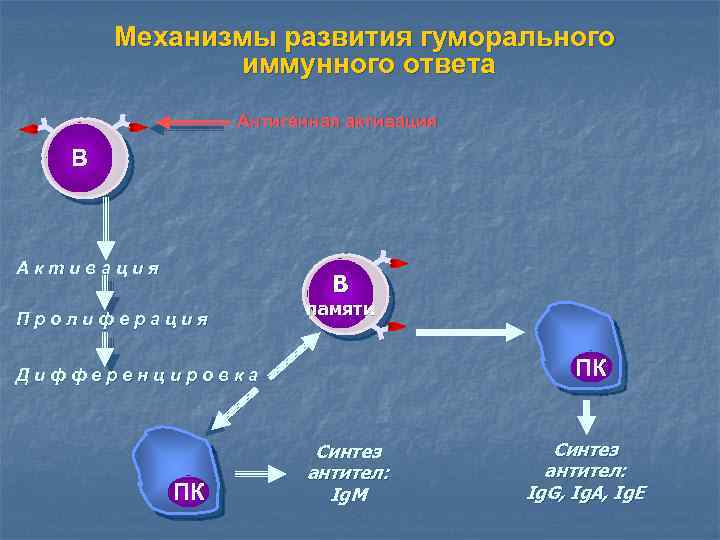 Механизмы развития гуморального иммунного ответа Антигенная активация B Активация B Пролиферация памяти ПК Дифференцировка