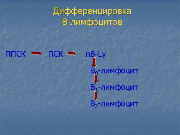 Дифференцировка В-лимфоцитов ППСК п. В-Ly В 0 -лимфоцит В 1 -лимфоцит В 2 -лимфоцит