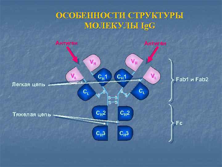 ОСОБЕННОСТИ СТРУКТУРЫ МОЛЕКУЛЫ Ig. G Антиген VH VH VL CH 1 Легкая цепь CL