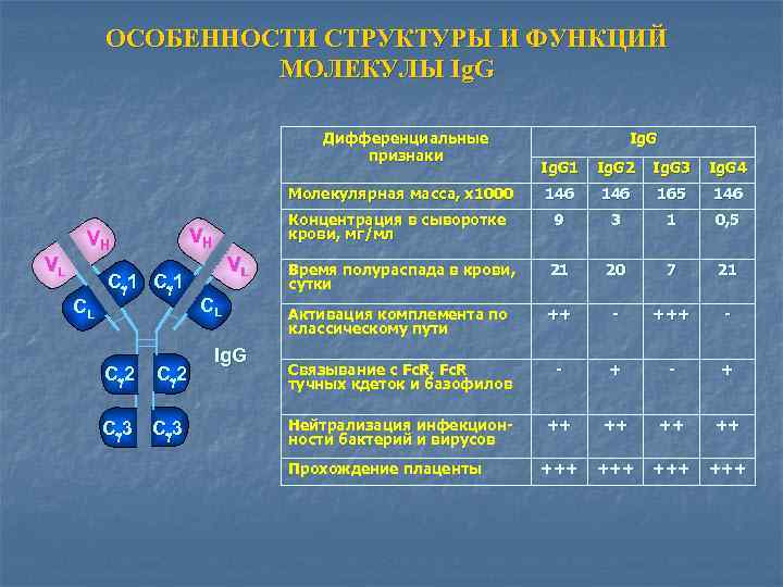 ОСОБЕННОСТИ СТРУКТУРЫ И ФУНКЦИЙ МОЛЕКУЛЫ Ig. G Дифференциальные признаки Ig. G VL CL C