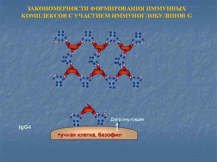 ЗАКОНОМЕРНОСТИ ФОРМИРОВАНИЯ ИММУННЫХ КОМПЛЕКСОВ С УЧАСТИЕМ ИММУНОГЛОБУЛИНОВ G Дегрануляция Ig. G 4 тучная клетка,