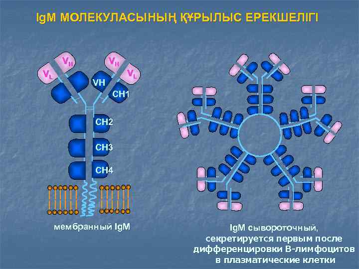 Ig. M МОЛЕКУЛАСЫНЫҢ ҚҰРЫЛЫС ЕРЕКШЕЛІГІ VH VL VH CH 1 CH 2 CH 3