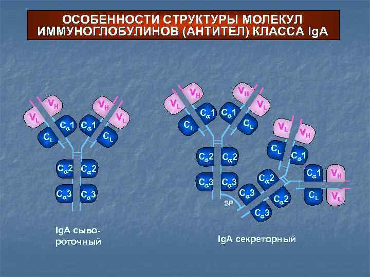 ОСОБЕННОСТИ СТРУКТУРЫ МОЛЕКУЛ ИММУНОГЛОБУЛИНОВ (АНТИТЕЛ) КЛАССА Ig. A VH VL CL VL VH C