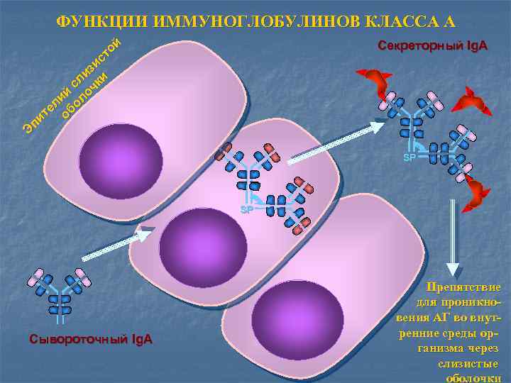 ФУНКЦИИ ИММУНОГЛОБУЛИНОВ КЛАССА А ой ст и из и сл чк ий оло л