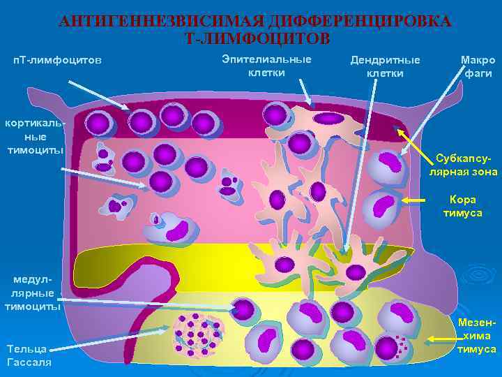 Т и б клетки. Дендритные клетки тимуса. Эпителиальные клетки тимуса. Клетки няньки тимуса функции. Тимоциты и эпителиальные клетки тимуса.