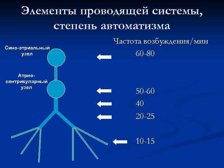 Элементы проводящей системы, степень автоматизма Сино-атриальный узел Атриовентрикулярный узел Частота возбуждения/мин 60 -80 50