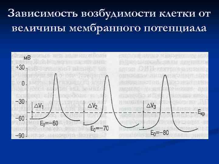 Зависимость возбудимости клетки от величины мембранного потенциала 