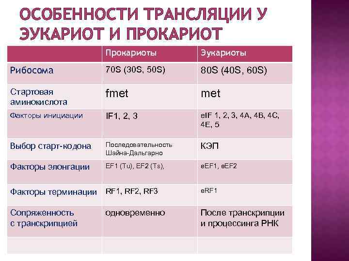 Особенности трансляции у эукариот