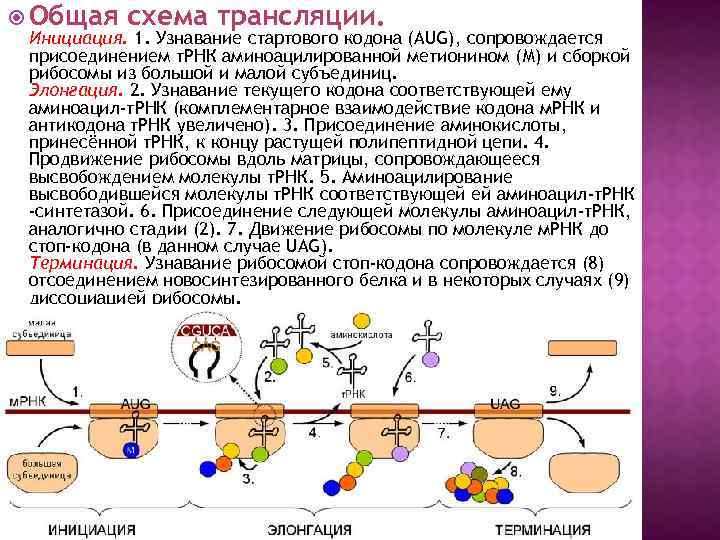 Годы трансляции. Трансляция инициация элонгация. Схема трансляции инициация элонгация терминация. Механизм «узнавания» матричной РНК рибосомы у прокариот.. Движение рибосомы по МРНК.