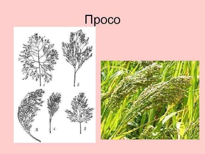 Просо 