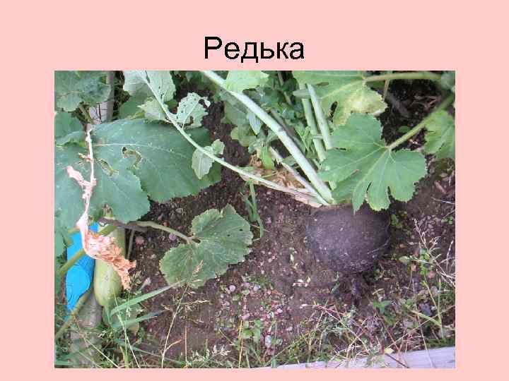 Редька 
