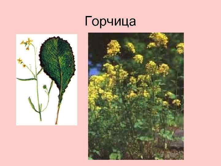 Горчица 