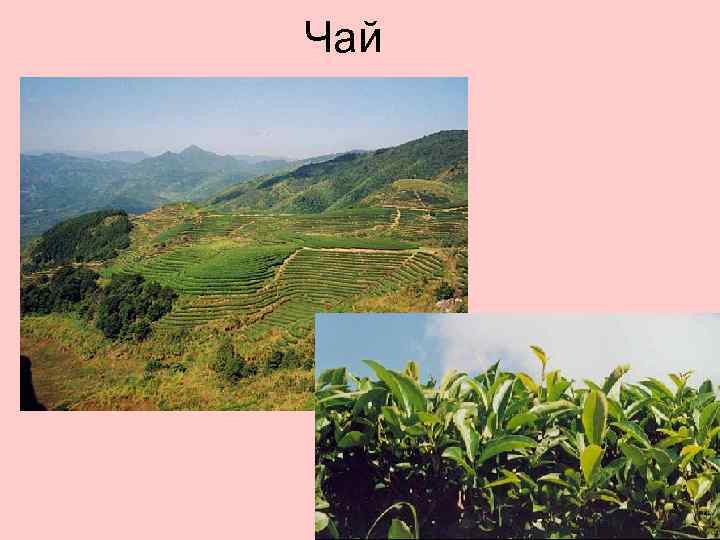 Чай 