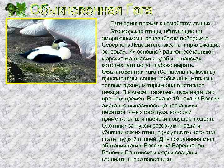 Гаги принадлежат к семейству утиных. Это морские птицы, обитающие на американском и евразийском побережье