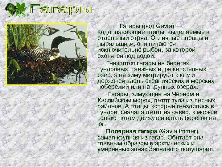 Гагары (род Gavia) — водоплавающие птицы, выделяемые в отдельный отряд. Отличные пловцы и ныряльщики,