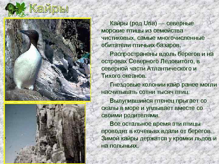 Кайры (род Uria) — северные морские птицы из семейства чистиковых, самые многочисленные обитатели птичьих