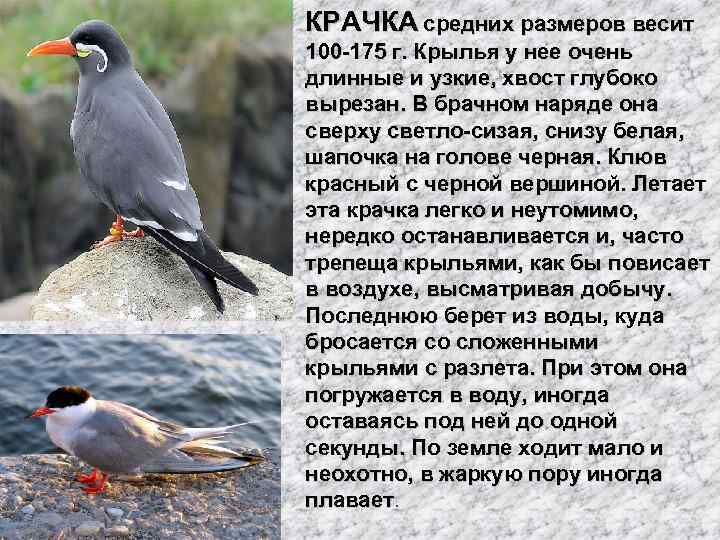 КРАЧКА средних размеров весит 100 -175 г. Крылья у нее очень длинные и узкие,