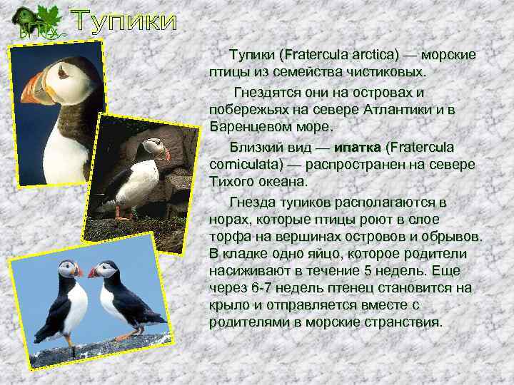 Тупики (Fratercula arctica) — морские птицы из семейства чистиковых. Гнездятся они на островах и