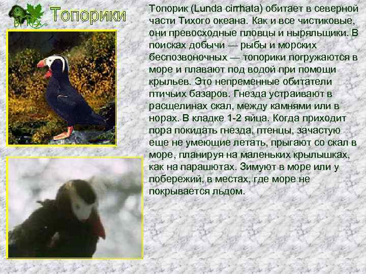 Топорик (Lunda cirrhata) обитает в северной части Тихого океана. Как и все чистиковые, они