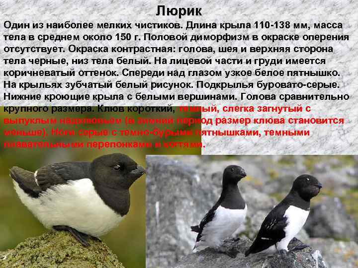 Люрик Один из наиболее мелких чистиков. Длина крыла 110 -138 мм, масса тела в