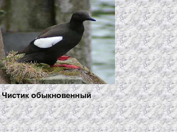Чистик обыкновенный 