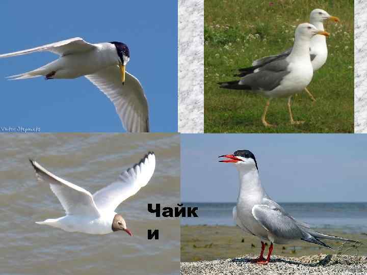Чайк и 