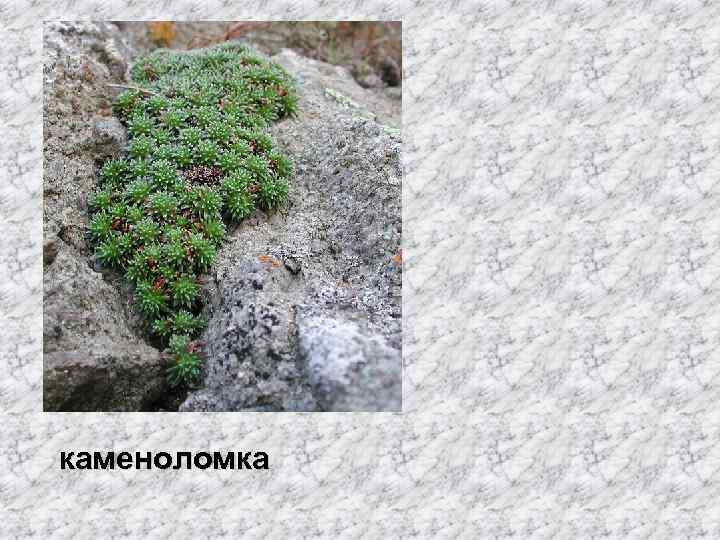 каменоломка 