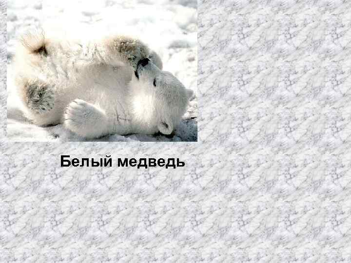 Белый медведь 
