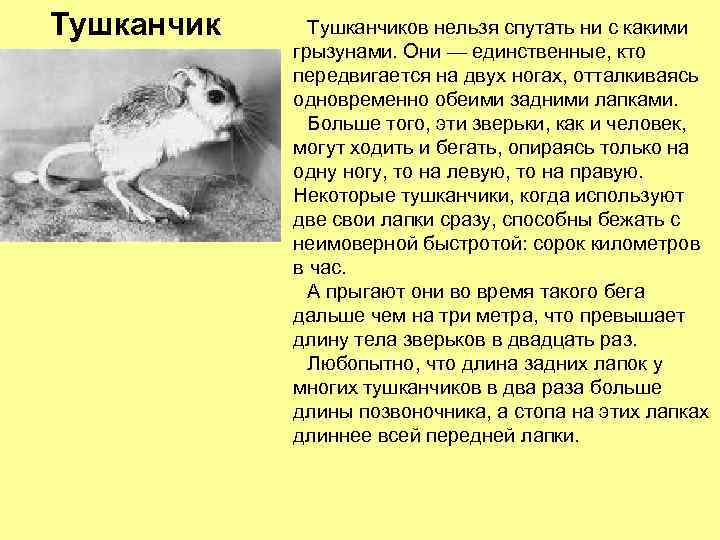 Тушканчиков нельзя спутать ни с какими грызунами. Они — единственные, кто передвигается на двух