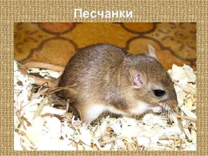 Песчанки 