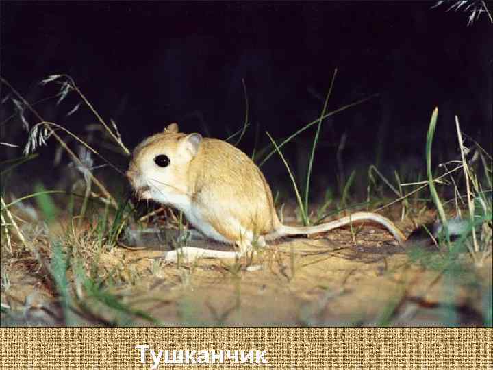 Тушканчик 