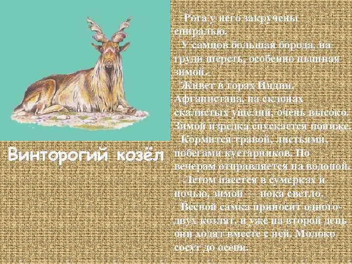 Винторогий козёл Рога у него закручены спиралью. У самцов большая борода, на груди шерсть,