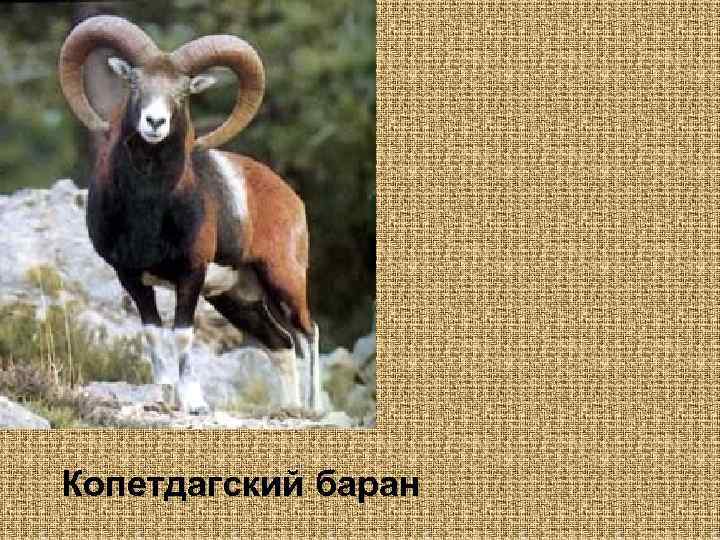 Копетдагский баран 