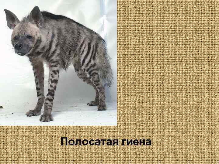 Полосатая гиена 