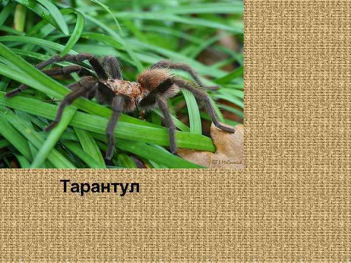 Тарантул 