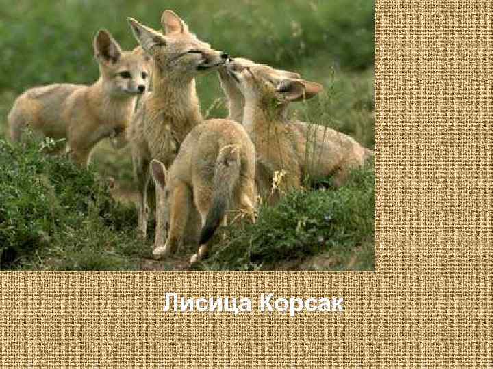 Лисица Корсак 