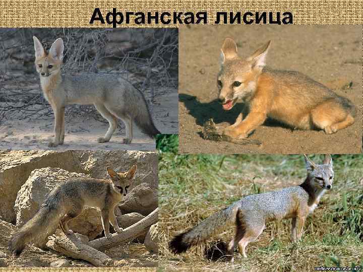 Афганская лисица 