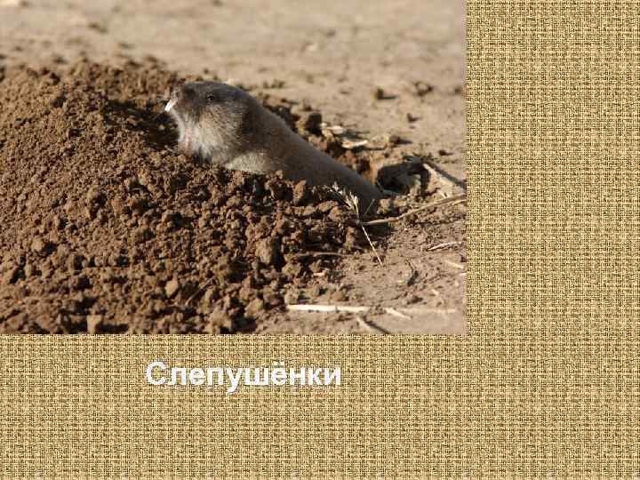 Слепушёнки 