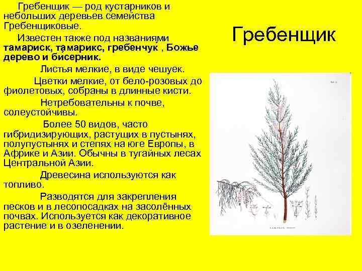 Гребенщик — род кустарников и небольших деревьев семейства Гребенщиковые. Известен также под названиями тамариск,