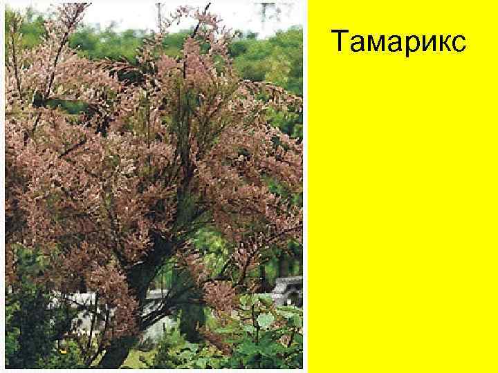 Тамарикс 