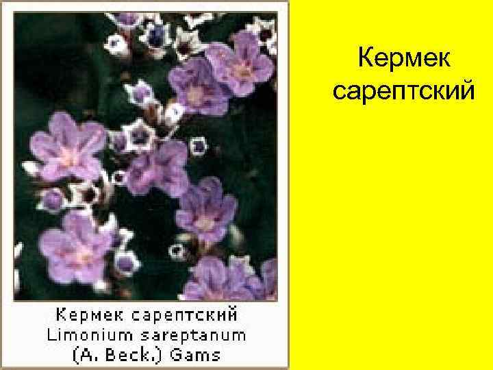 Кермек сарептский 