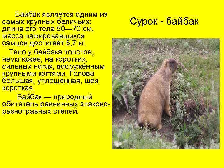 Байбак фото животного и описание в белгородской области