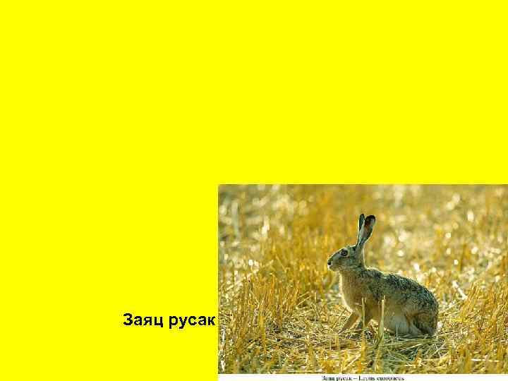 Заяц русак 