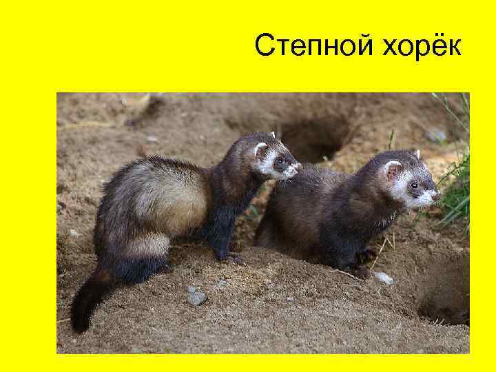 Степной хорёк 