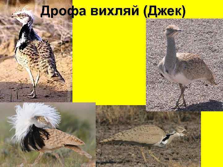 Дрофа вихляй (Джек) 