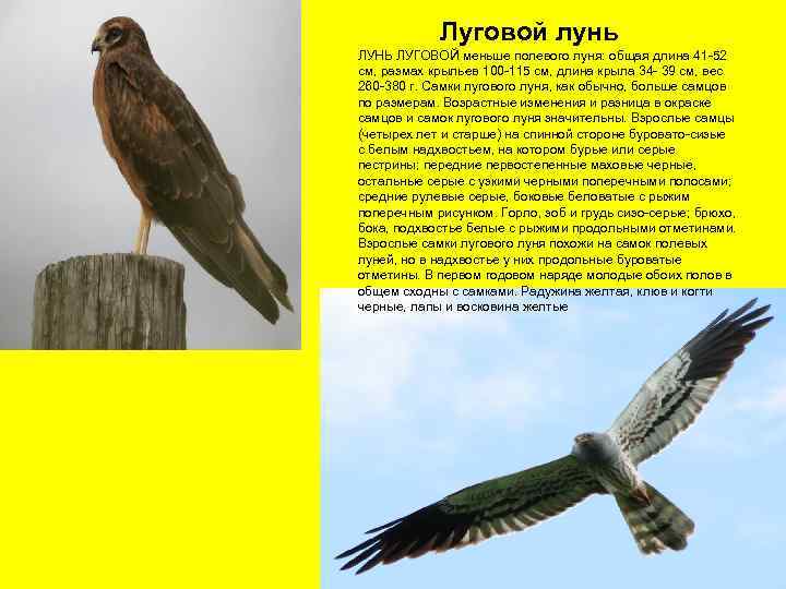 Луговой лунь ЛУНЬ ЛУГОВОЙ меньше полевого луня: общая длина 41 -52 см, размах крыльев